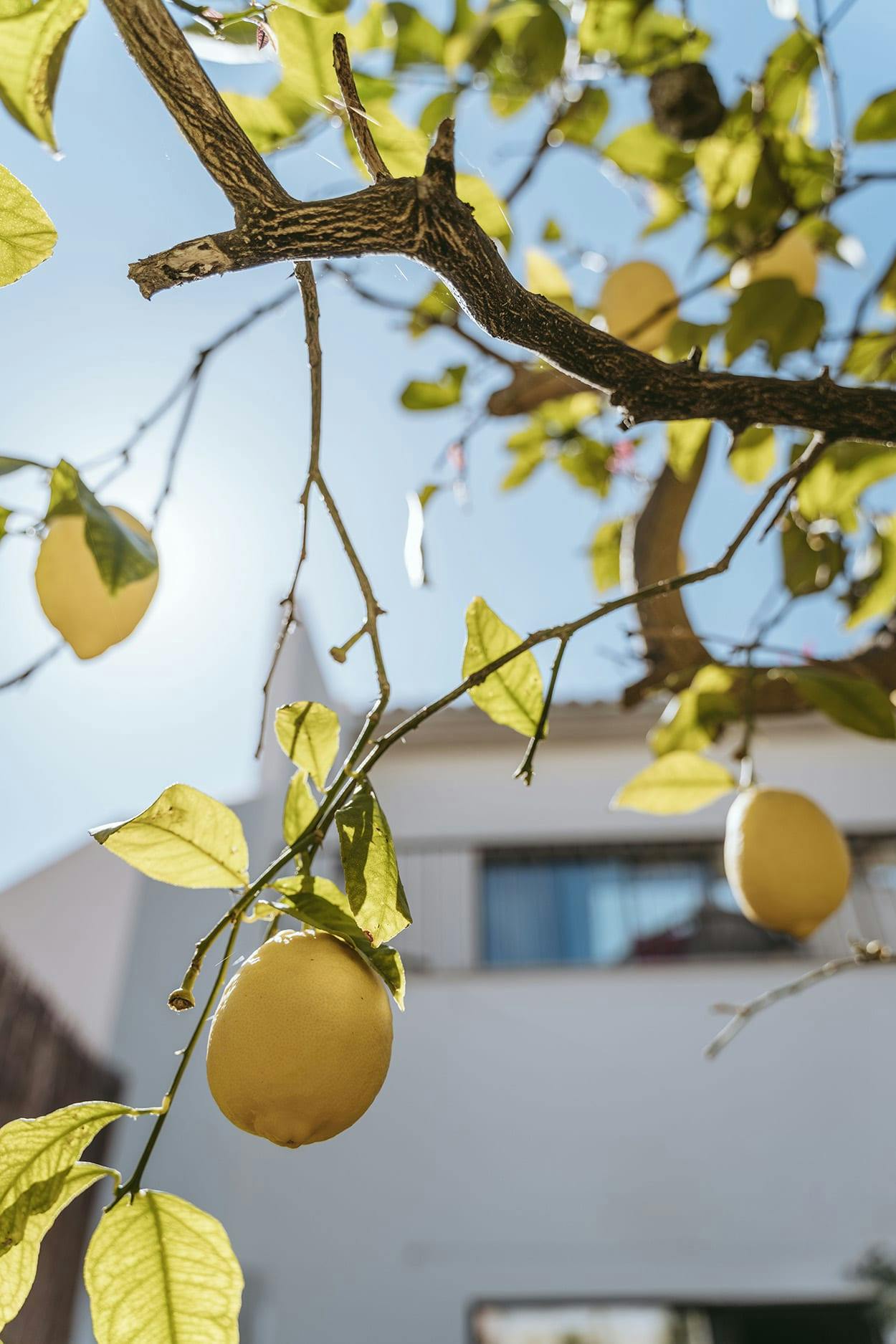 A tree with a few lemons hanging from its branches is shown in the image.