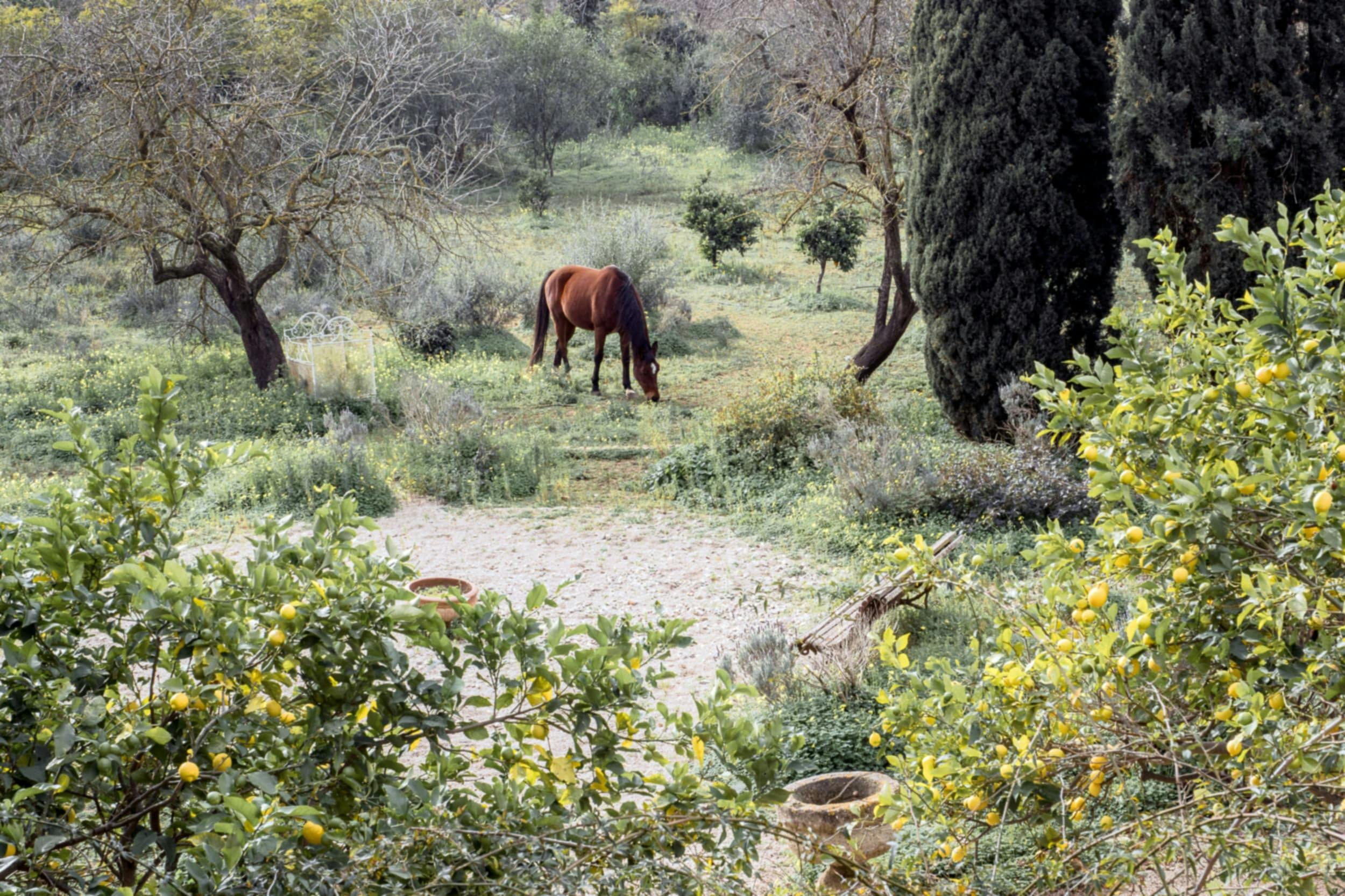 A brown horse is grazing in a field with trees, surrounded by a lush green forest.
