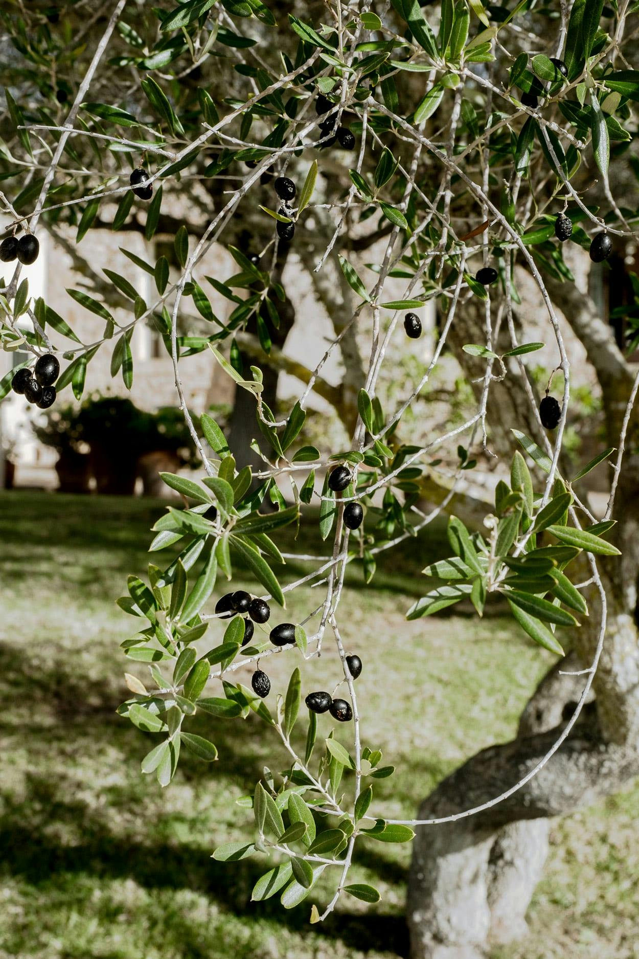 A tree with green leaves and black olives hanging from its branches is depicted in the image.